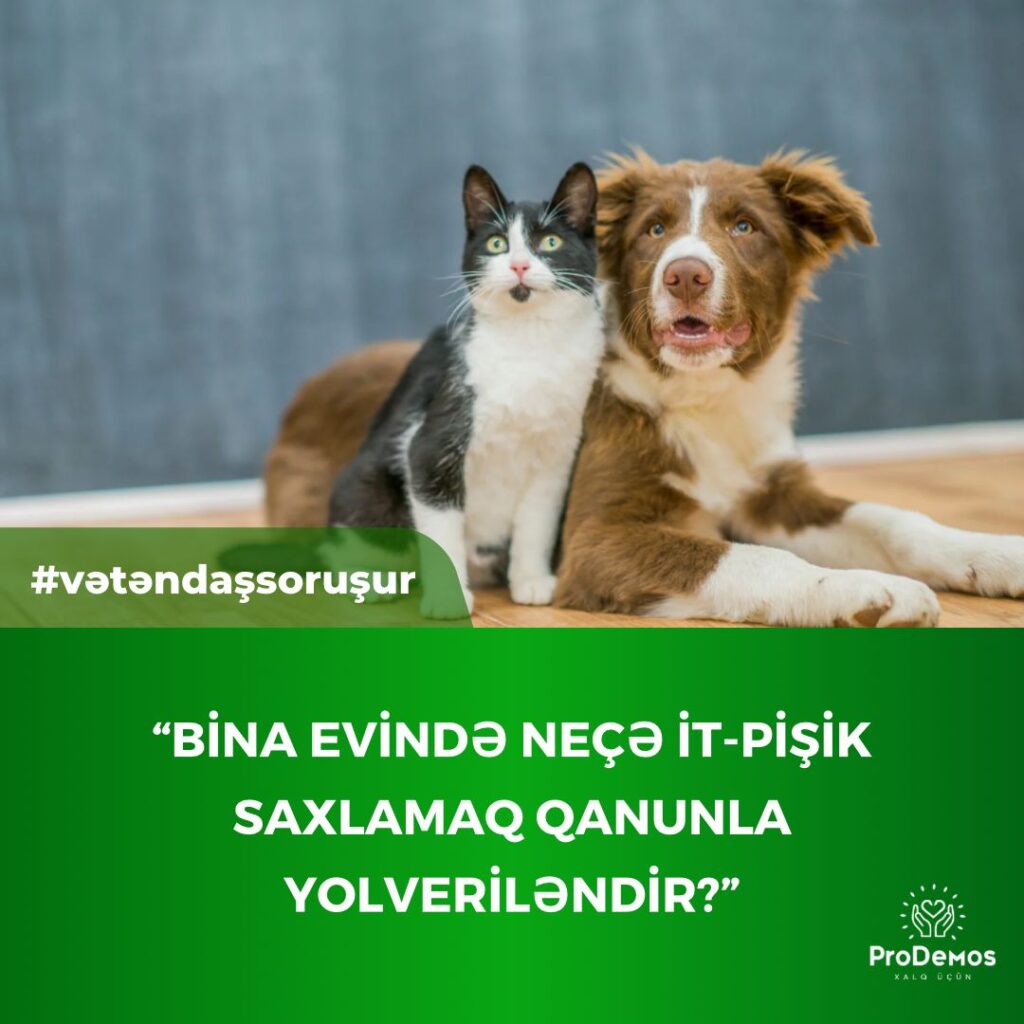 Bina evinde nece it pisik saxlamaq qanunla yolverilendir