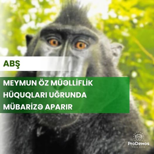 Meymun oz muelliflik huquqlari ugrunda mubarize aparir ABS