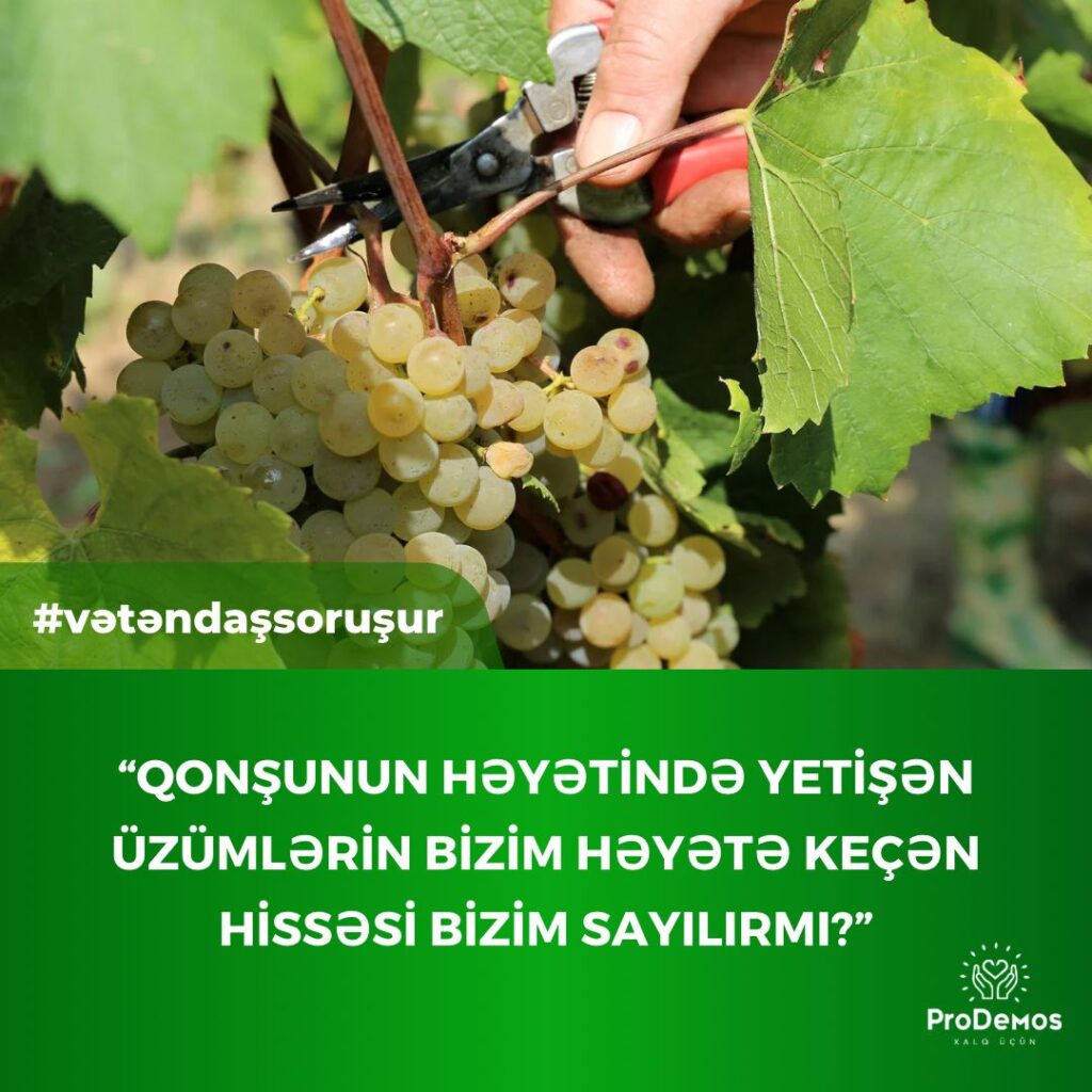 Qonsunun heyetinde yetisen uzumlerin bizim heyete kecen hissesi bizim sayilirmi